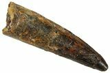 Fossil Spinosaurus Tooth - Real Dinosaur Tooth #326277-1